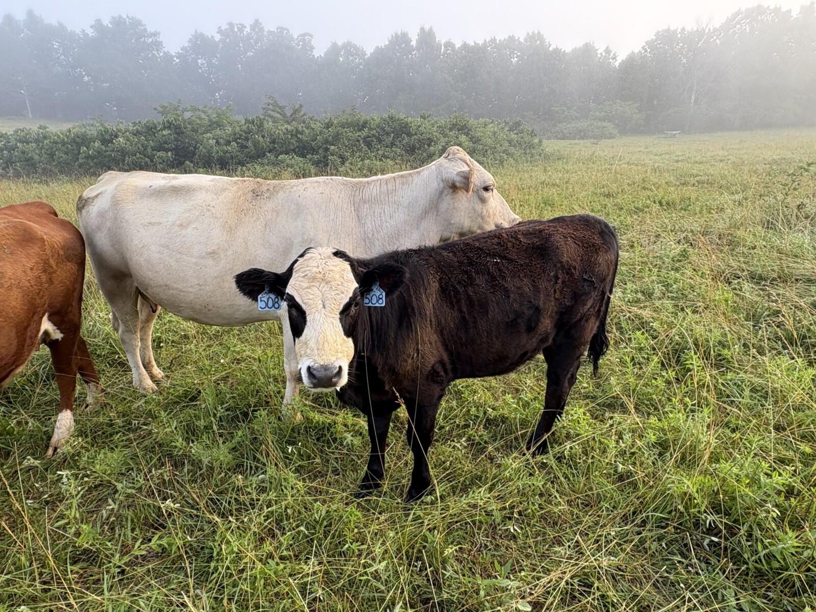 50% registered cow, good mama,P3 preg vet confirmed