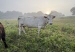 50% registered cow, good mama,P3 preg vet confirmed