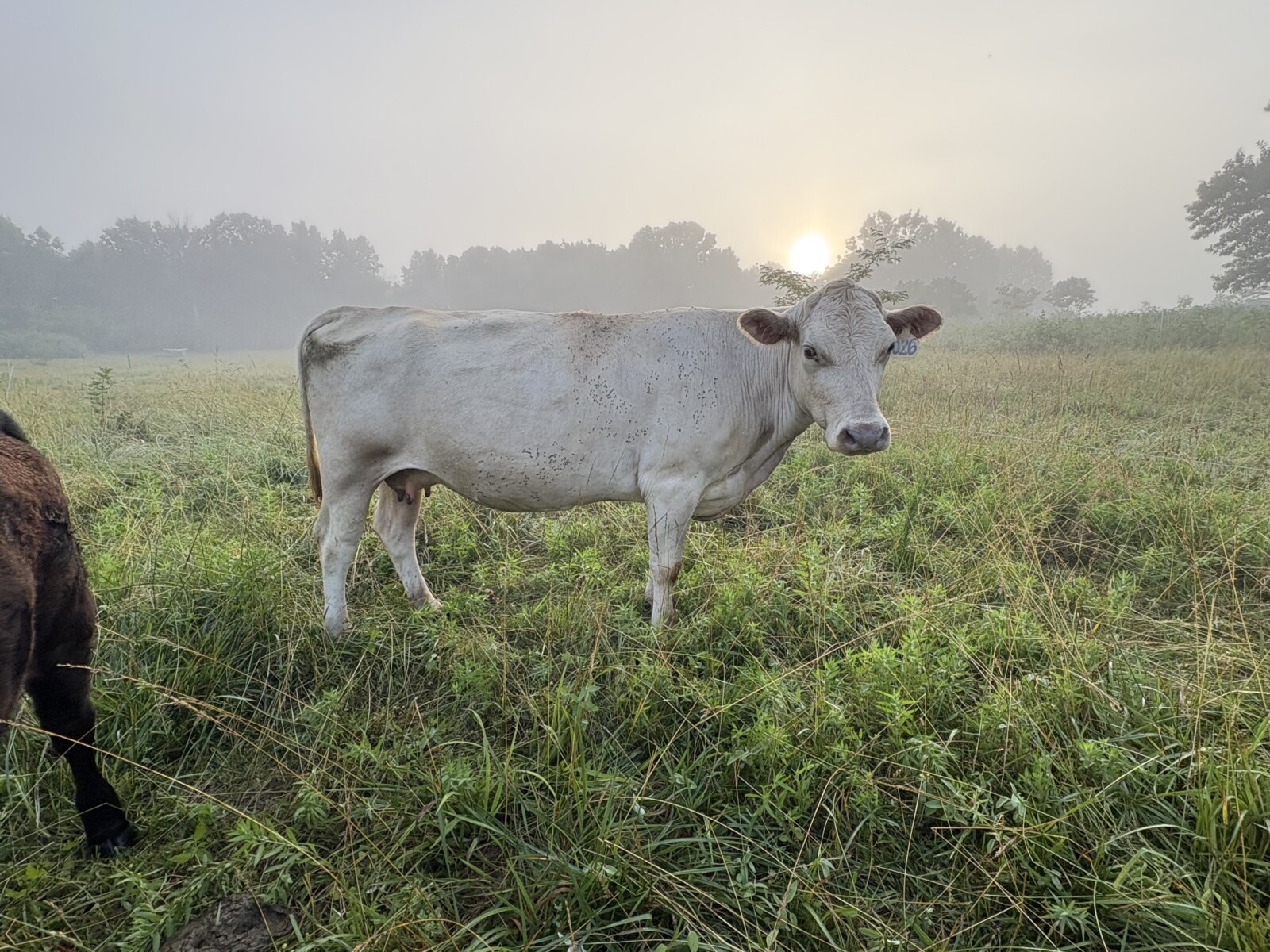 50% registered cow, good mama,P3 preg vet confirmed