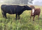 50% registered cow good mama P3 preg vet confirmed