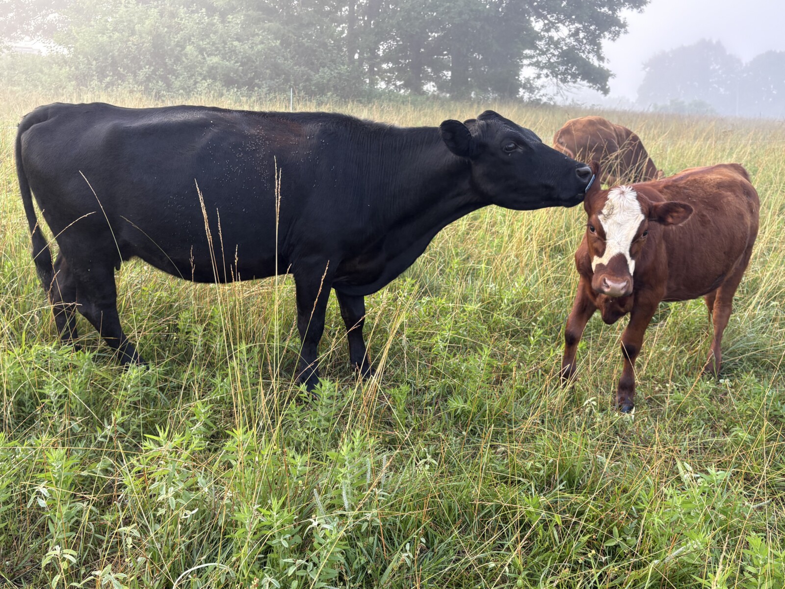 50% registered cow good mama P3 preg vet confirmed