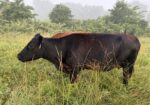 50% registered cow good mama P3 preg vet confirmed