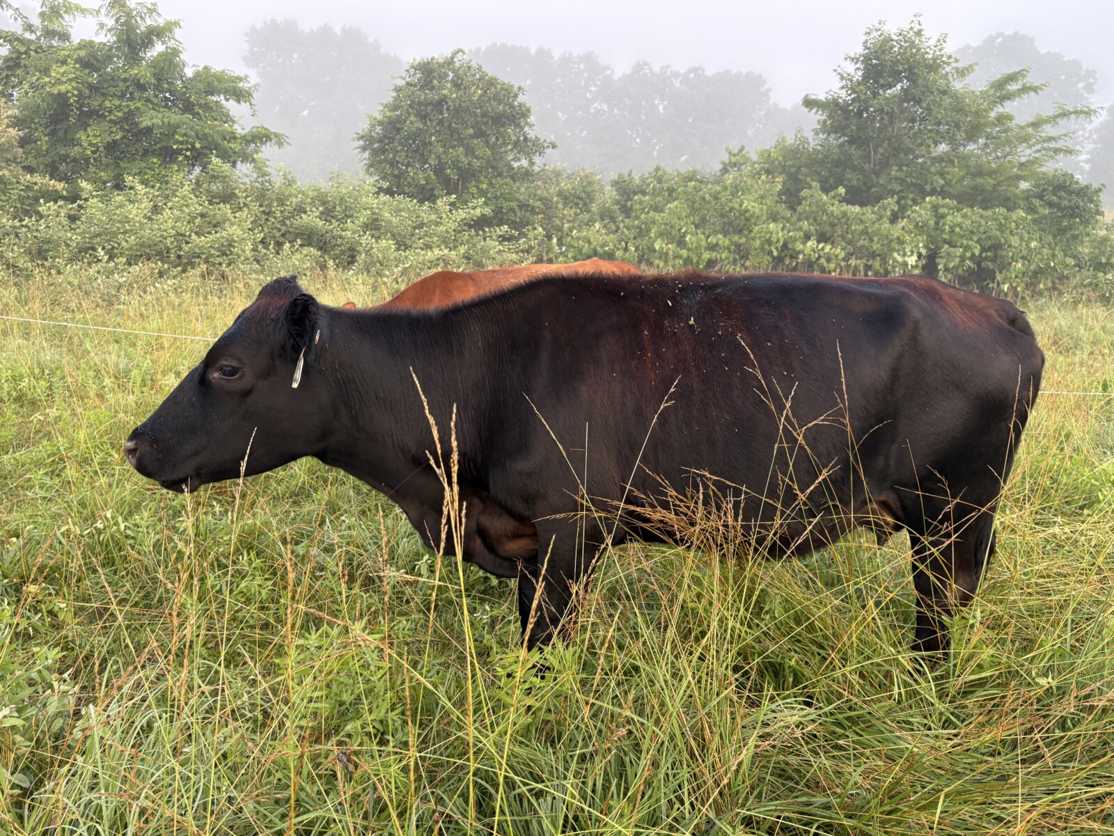 50% registered cow good mama P3 preg vet confirmed