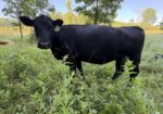 50% registered cow good mama P3 preg vet confirmed