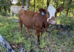 50% registered cow good mama P3 preg vet confirmed