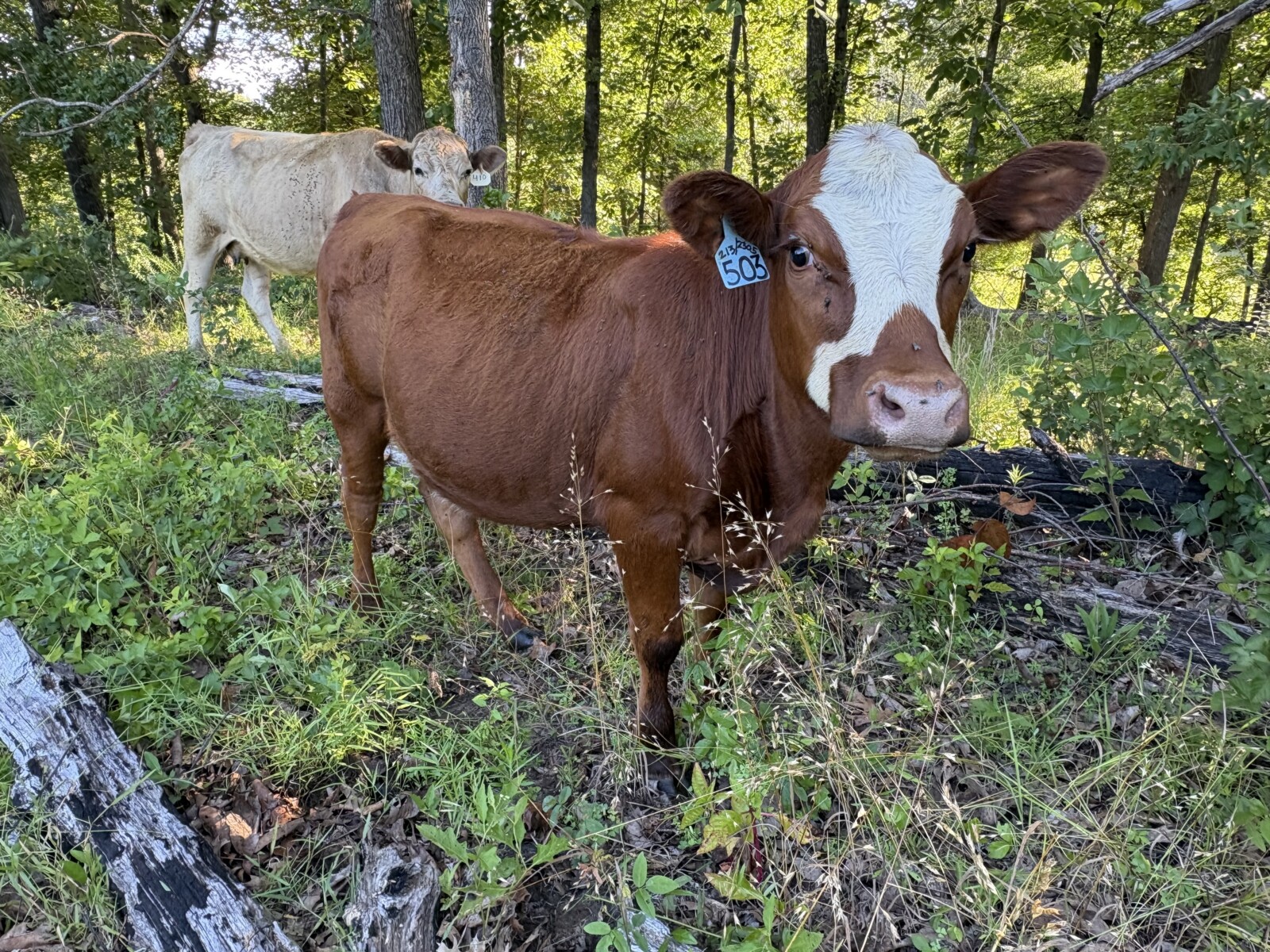 50% registered cow good mama P3 preg vet confirmed