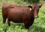 Pending Sale – Fall Calving Purebred Cow/Heifers