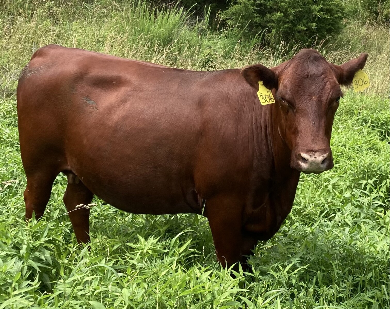 Pending Sale – Fall Calving Purebred Cow/Heifers