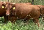 Pending Sale – Fall Calving Purebred Cow/Heifers