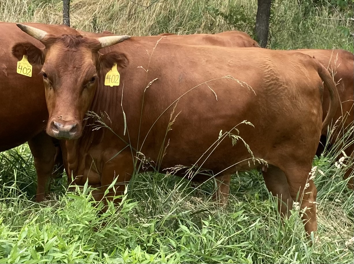 Pending Sale – Fall Calving Purebred Cow/Heifers