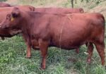 Pending Sale – Fall Calving Purebred Cow/Heifers