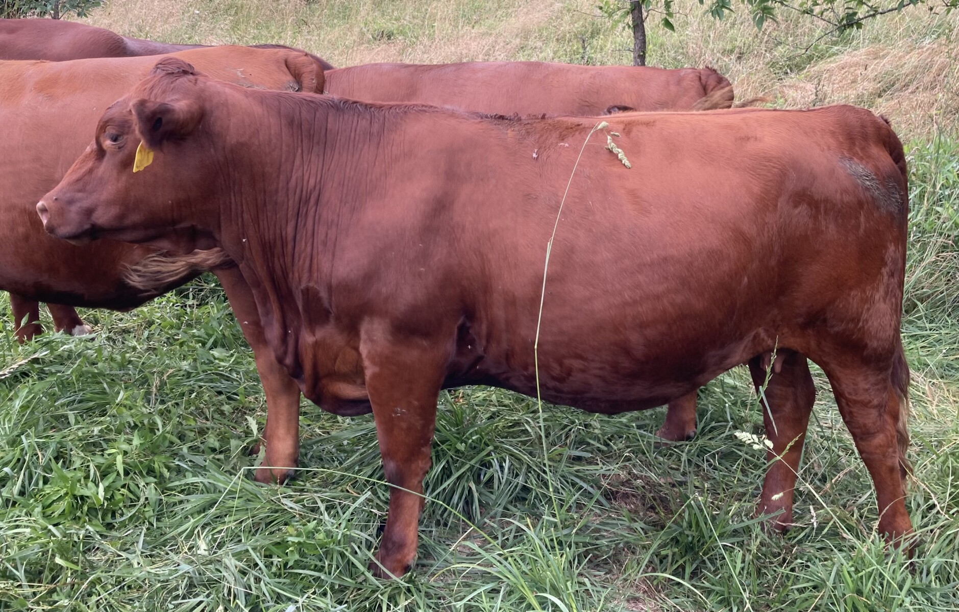 Pending Sale – Fall Calving Purebred Cow/Heifers