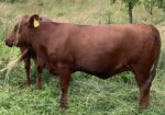 Pending Sale – Fall Calving Purebred Cow/Heifers