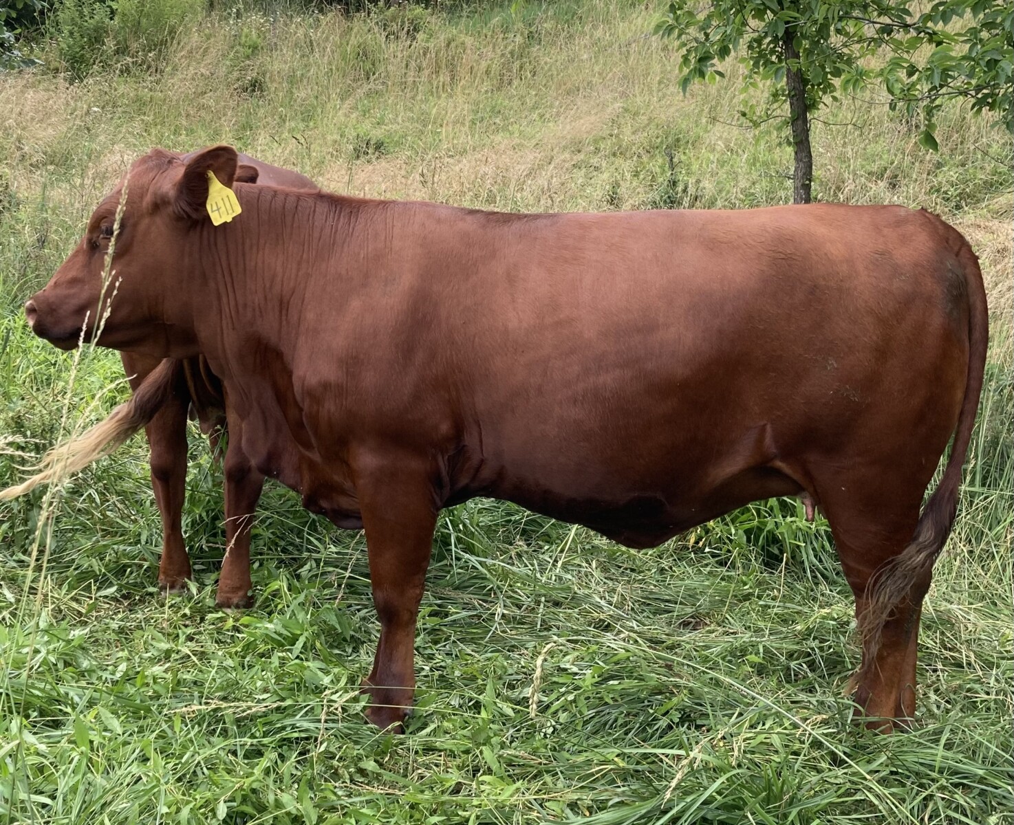 Pending Sale – Fall Calving Purebred Cow/Heifers