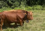 15 month old Bulls for sale — both Fullblood and Purebred available 5 to choose from