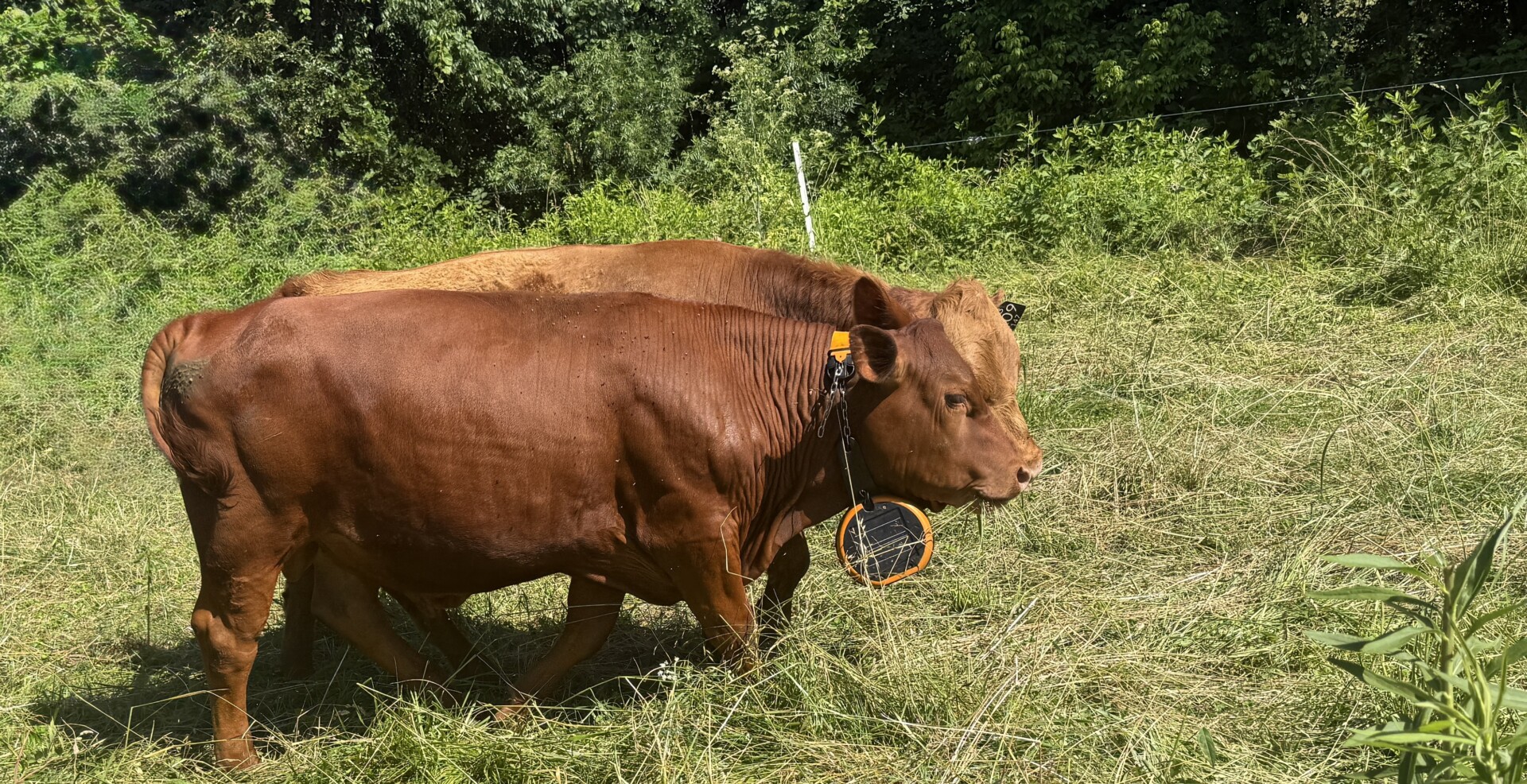 15 month old Bulls for sale — both Fullblood and Purebred available 5 to choose from