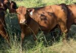 15 month old Bulls for sale — both Fullblood and Purebred available 5 to choose from