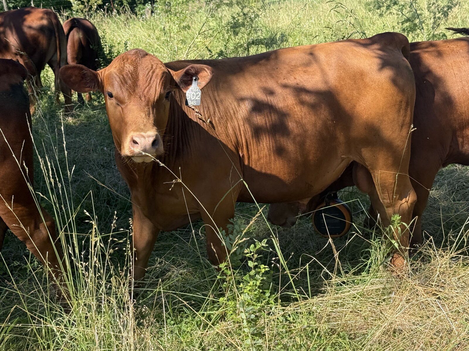 15 month old Bulls for sale — both Fullblood and Purebred available 5 to choose from