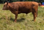 Yearling registered Bulls (3) – Amherst, Virginia