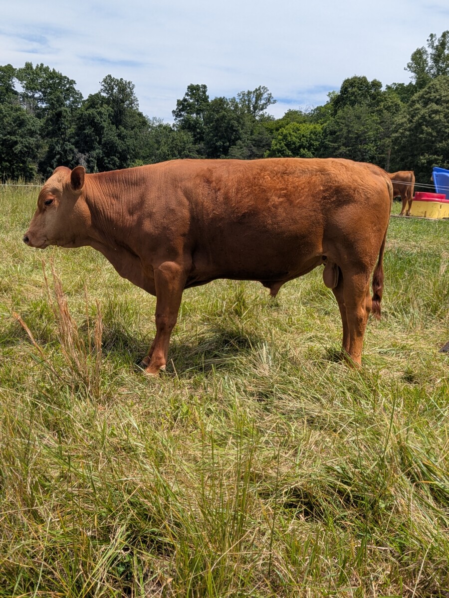 Yearling registered Bulls (3) – Amherst, Virginia
