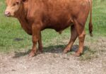 Yearling registered Bulls (3) – Amherst, Virginia