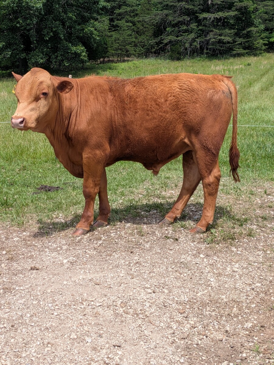 Yearling registered Bulls (3) – Amherst, Virginia