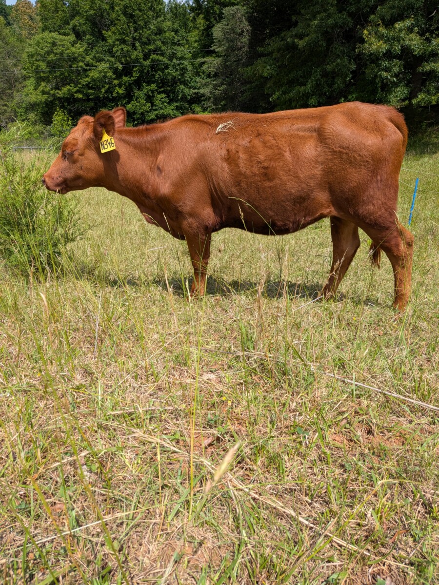 Fullblood Heifer – Amherst, Virginia