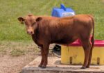 Yearling registered Bulls (3) – Amherst, Virginia