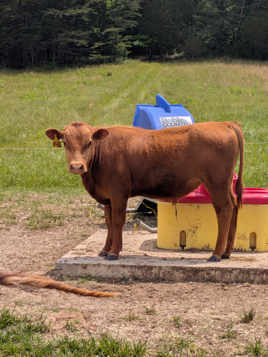 Yearling registered Bulls (3) – Amherst, Virginia