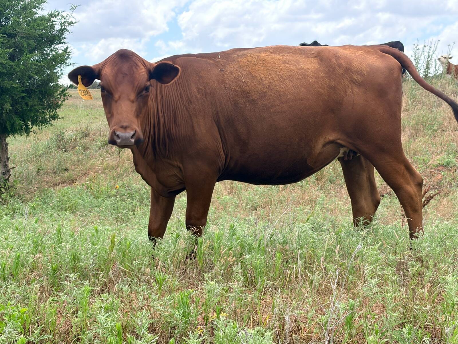 CowsHeifers