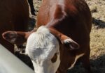 75% Heifer for sale