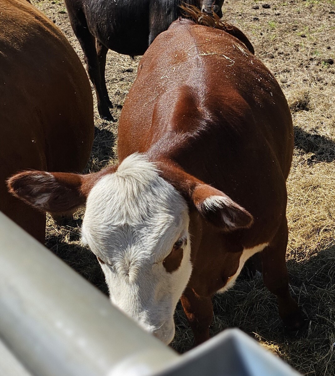 75% Heifer for sale