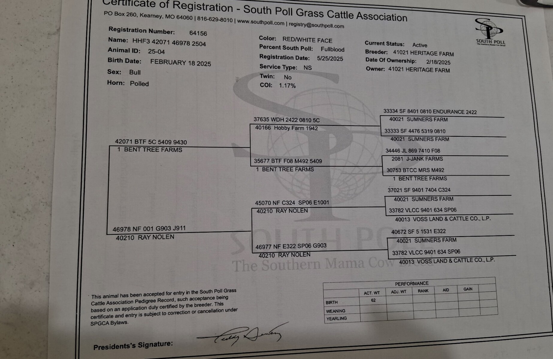 17-month registered full blood bull