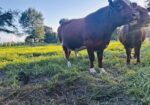 17-month registered full blood bull