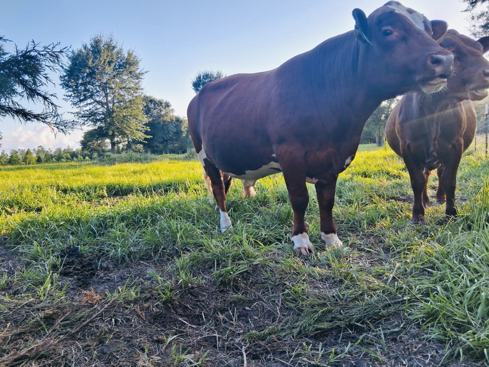 17-month registered full blood bull