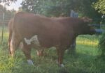 17-month registered full blood bull