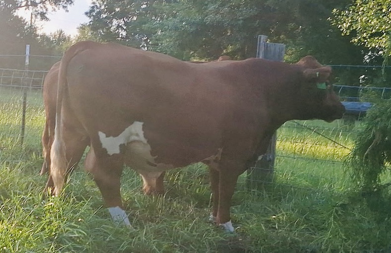 17-month registered full blood bull