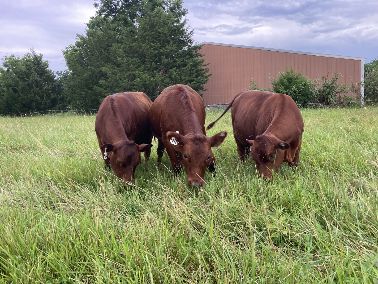 2025 Fall Born SPGC Heifers For Sale