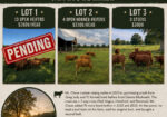 Open Heifers and 3 Steers (Lot 1 Sold Pending Pickup)