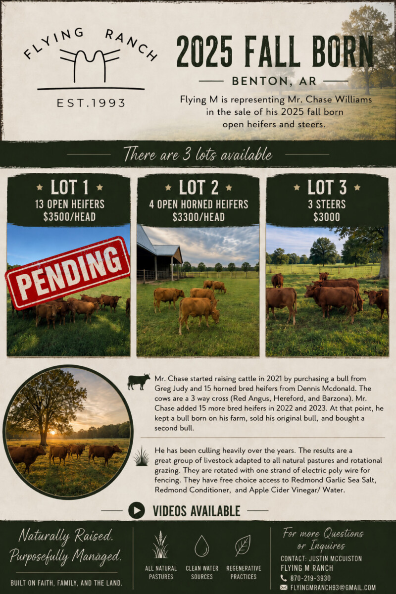 Open Heifers and 3 Steers (Lot 1 Sold Pending Pickup)