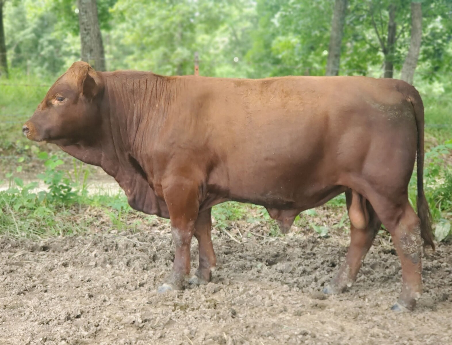 Voss Land & Cattle Company: Fullblood Registered Bulls