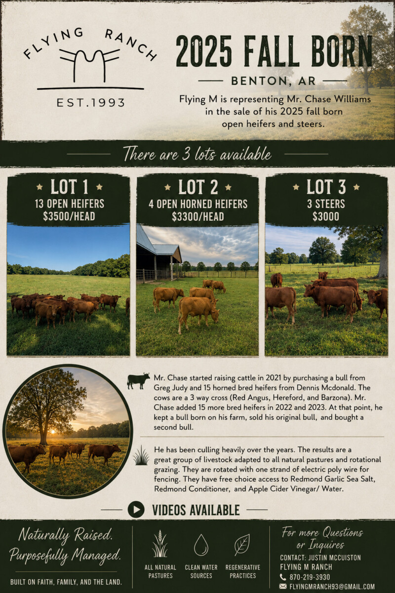 Open Heifers