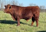Fullblood Bull – Pennsylvania