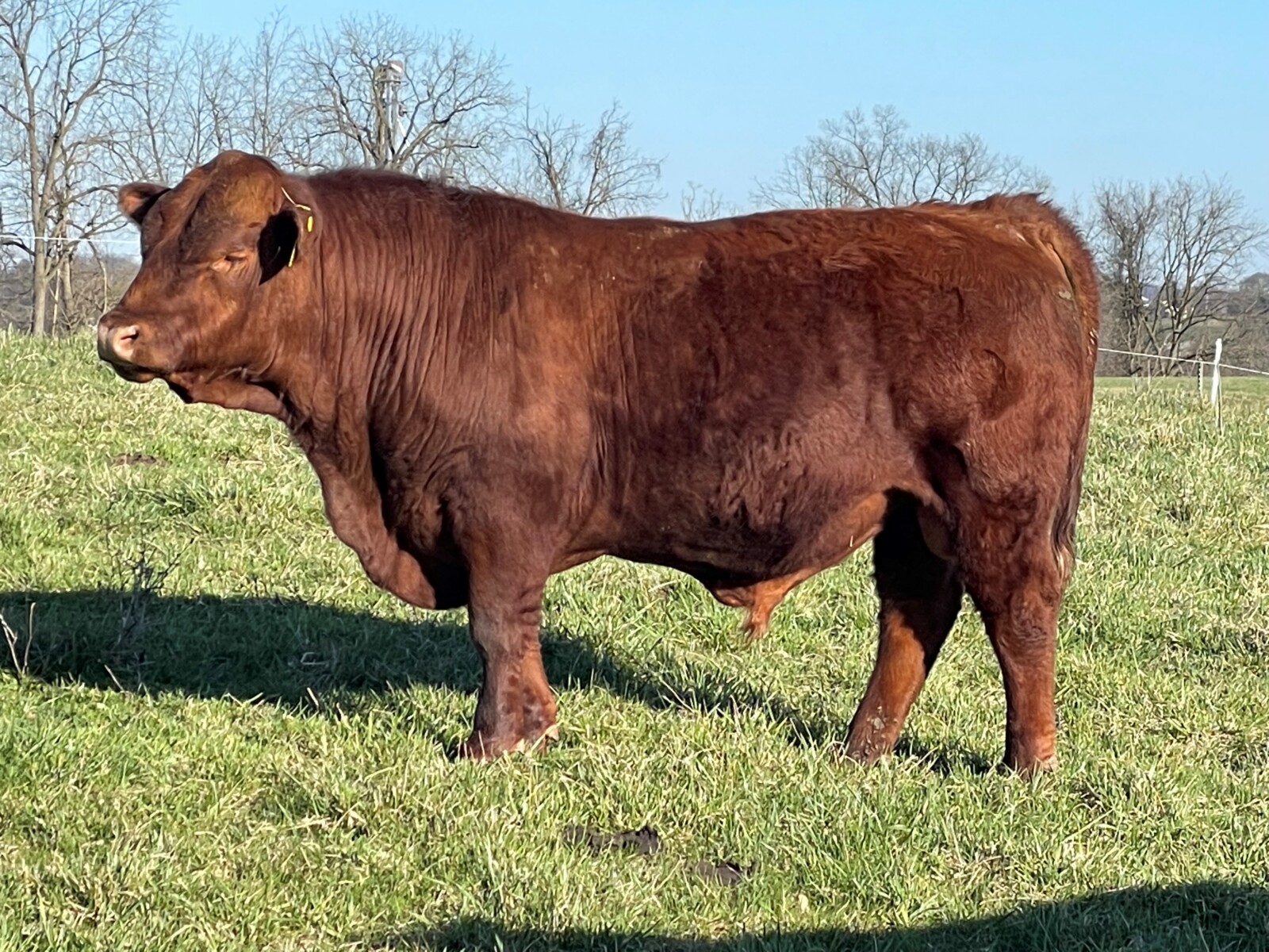 Fullblood Bull – Pennsylvania