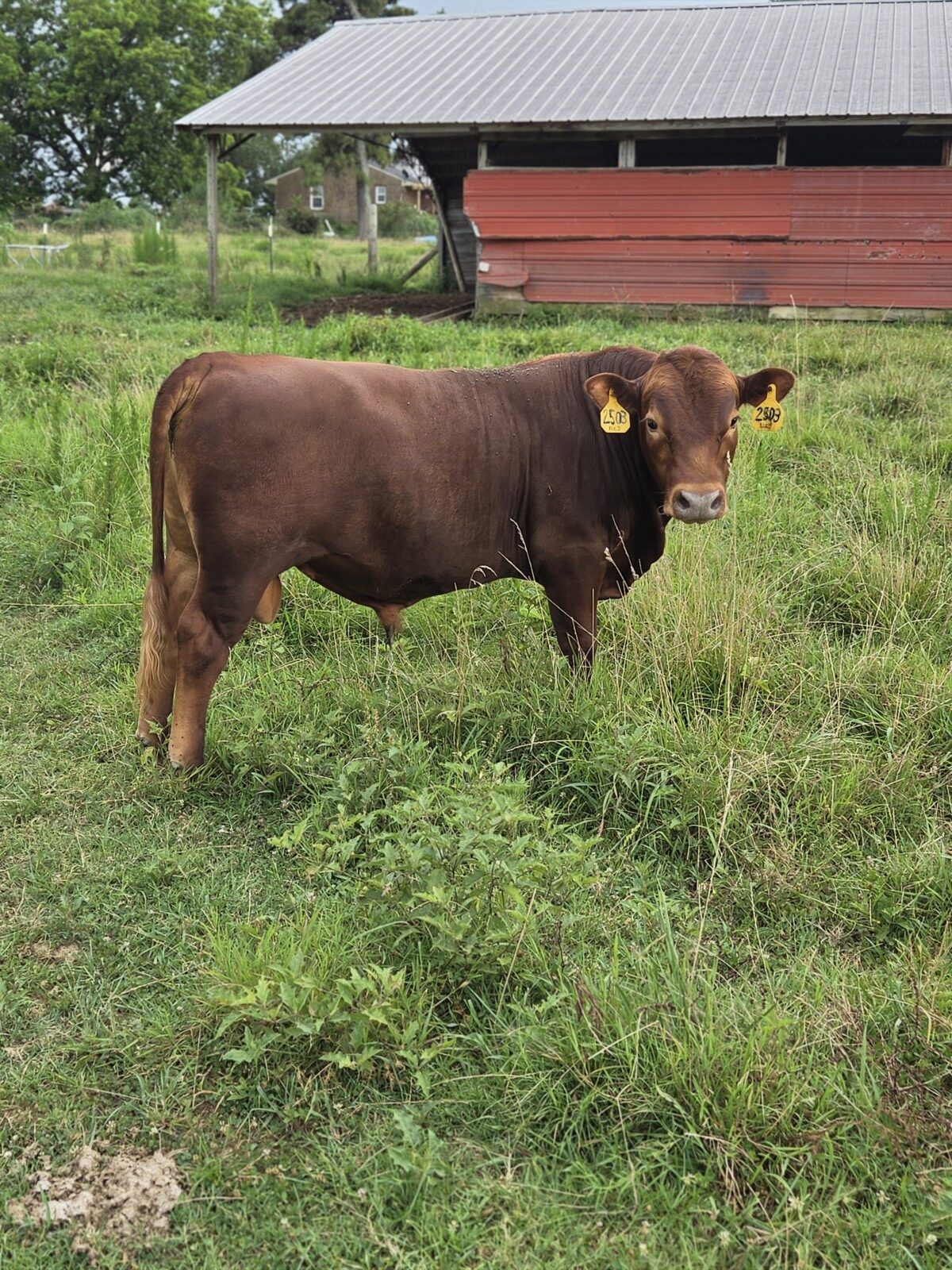 Fullblood Yearling