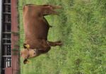 Fullblood Yearlings