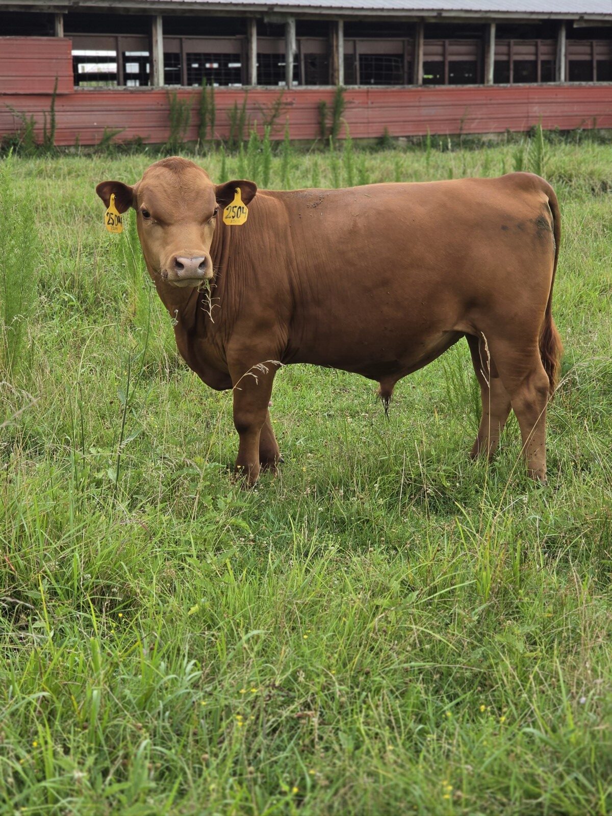 Fullblood Yearlings