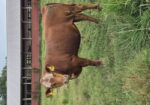 Fullblood Yearlings