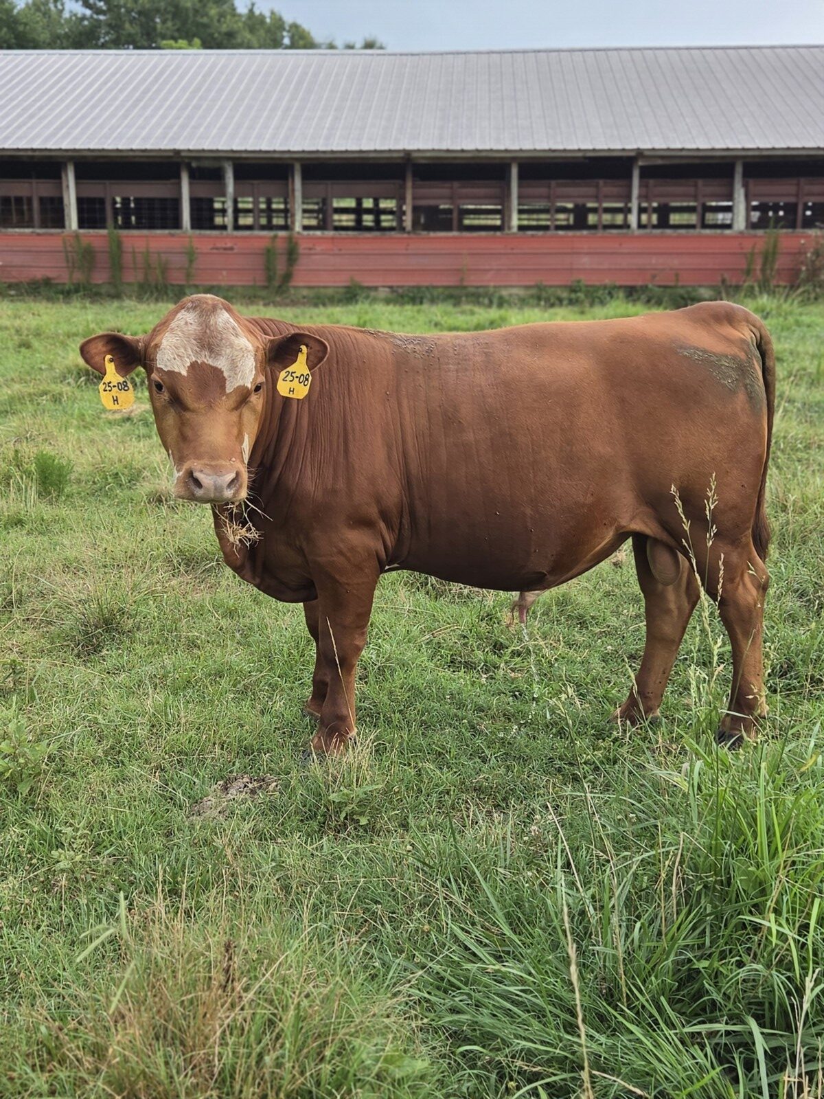 Fullblood Yearlings