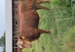 Fullblood Yearlings
